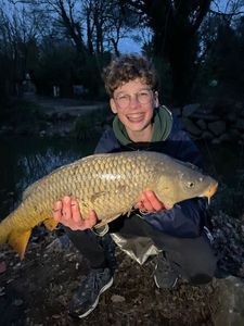 Common Carp
