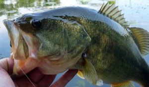 Largemouth Bass