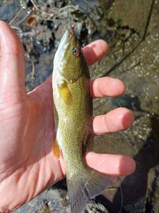 Smallmouth Bass