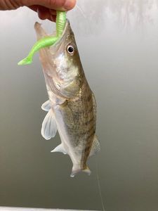 Zander