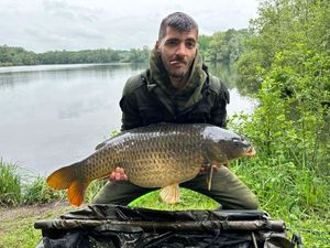 Common Carp