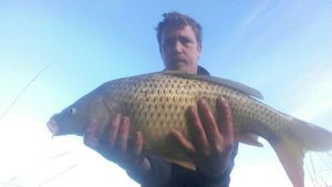 Common Carp