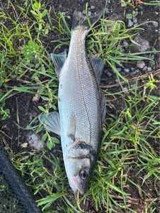 European Bass (Seabass)