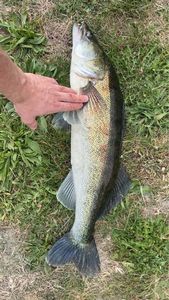 Zander