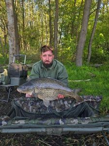 Common Carp