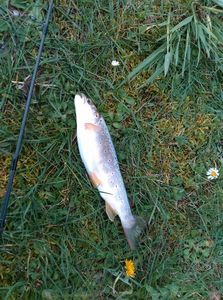 Brown Trout