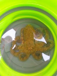 Common Octopus