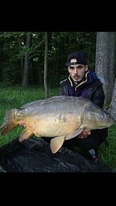 Mirror Carp