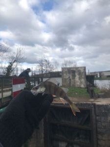 European Perch