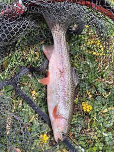 Rainbow Trout