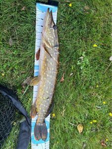 Northern Pike