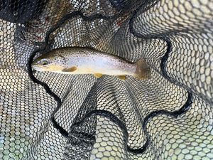 Brown Trout