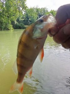 European Perch