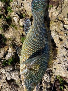 Ballan Wrasse