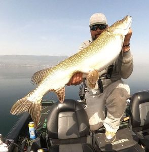 Northern Pike
