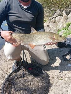 Barbel