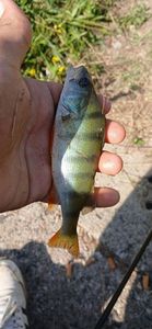 European Perch
