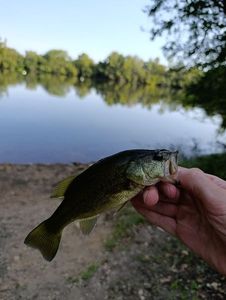 Largemouth Bass