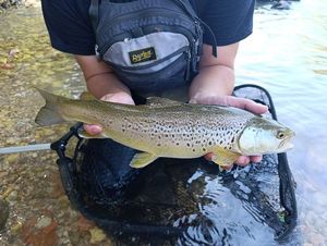 Brown Trout