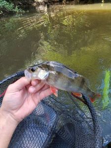 European Perch