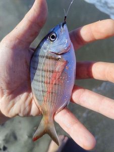 White Seabream