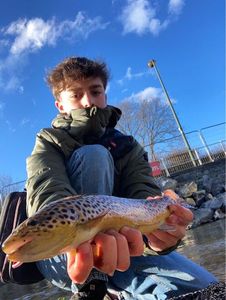 Brown Trout