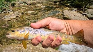 Brown Trout