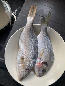 Black Seabream