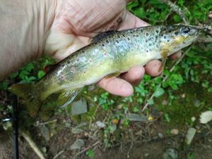 Brown Trout