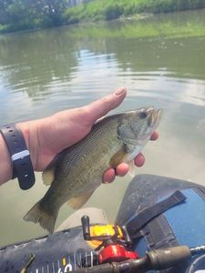 Largemouth Bass