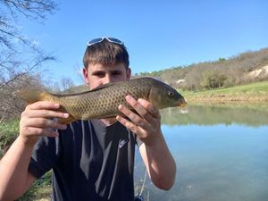 Common Carp