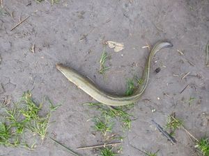 European Eel (Common Eel)