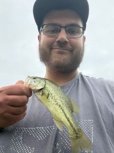 Smallmouth Bass