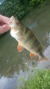 European Perch
