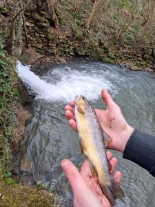 Brown Trout