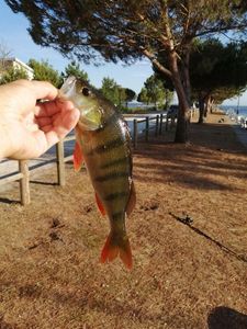 European Perch