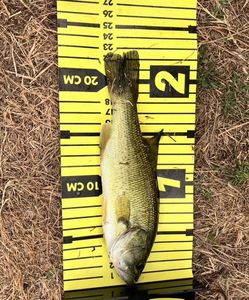 Largemouth Bass