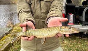 Northern Pike