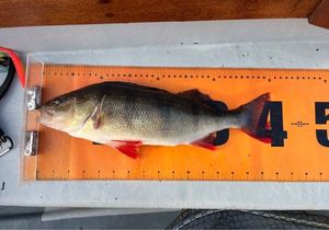 European Perch