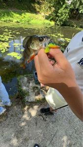 Yellow Perch