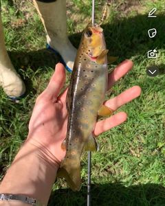 Brown Trout