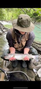 Brown Trout