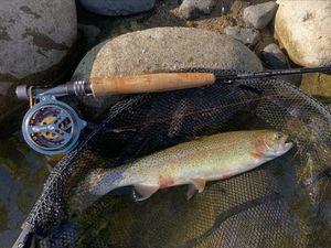 Rainbow Trout