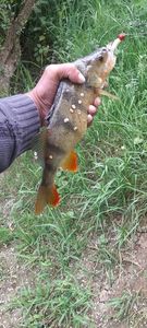 European Perch