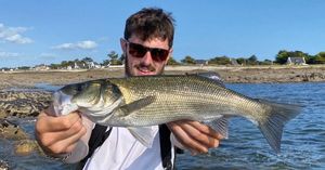 European Bass (Seabass)
