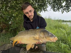 Common Carp
