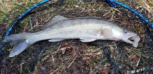 Zander