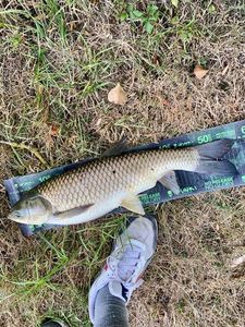 Grass Carp