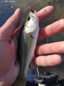Largemouth Bass