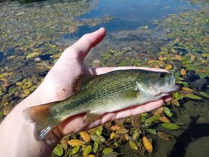 Largemouth Bass